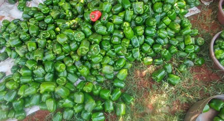 Fresh Green Capsicum