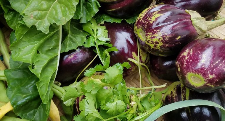 Eggplant/Brinjal Ready