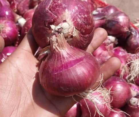 Fresh onions