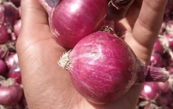 Fresh onions