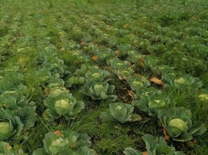 Fresh cabbages