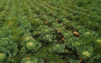 Fresh cabbages