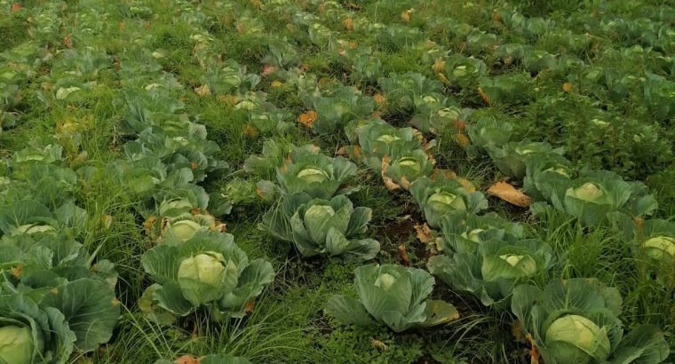 Fresh cabbages