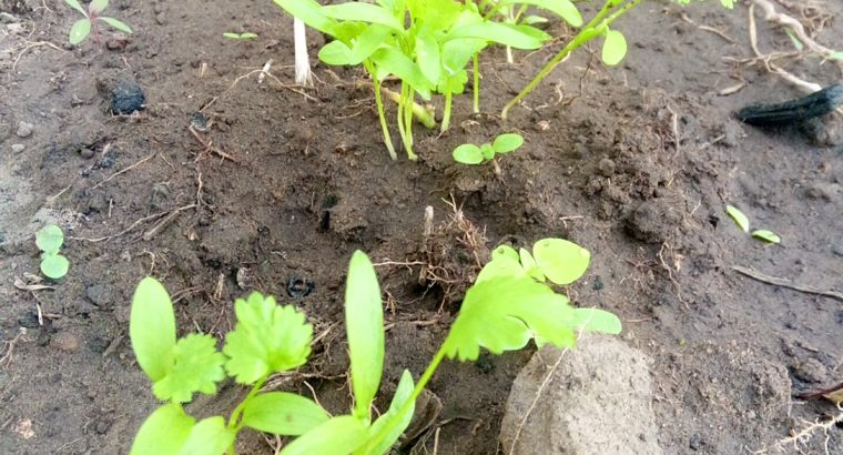 Coriander plants