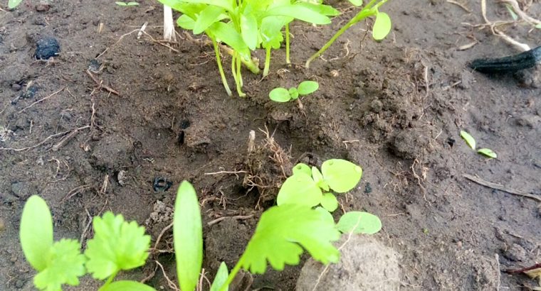 Coriander plants