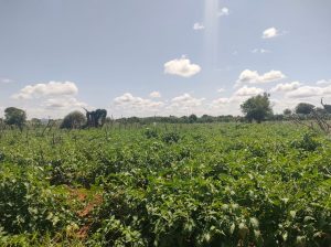 Tomatoes for sale