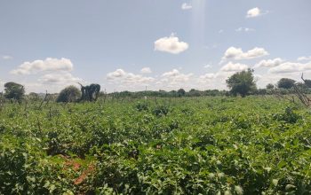 Tomatoes for sale