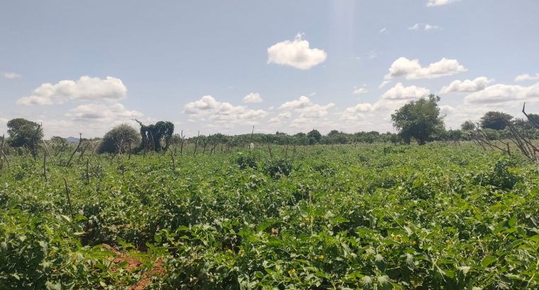 Tomatoes for sale