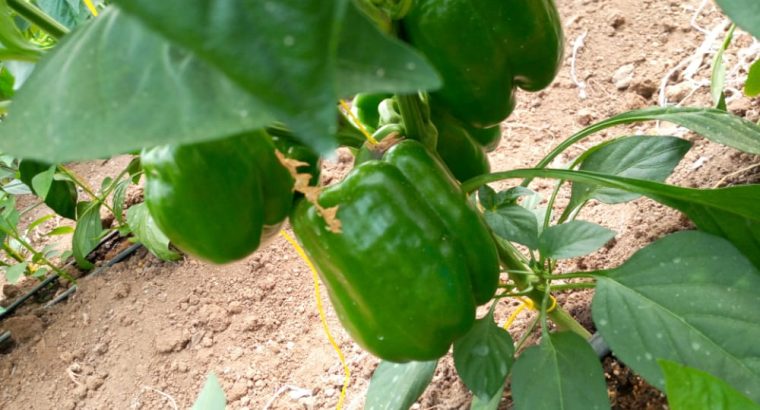 Green Capsicum ( Hoho)