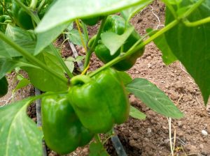 Green Capsicum