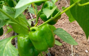 Green Capsicum