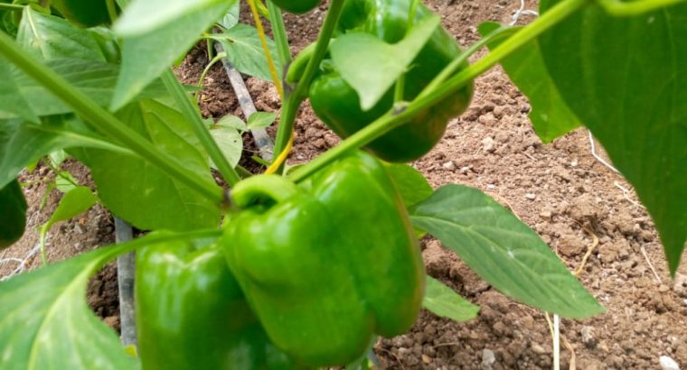 Green Capsicum