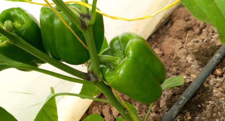 Green Capsicum