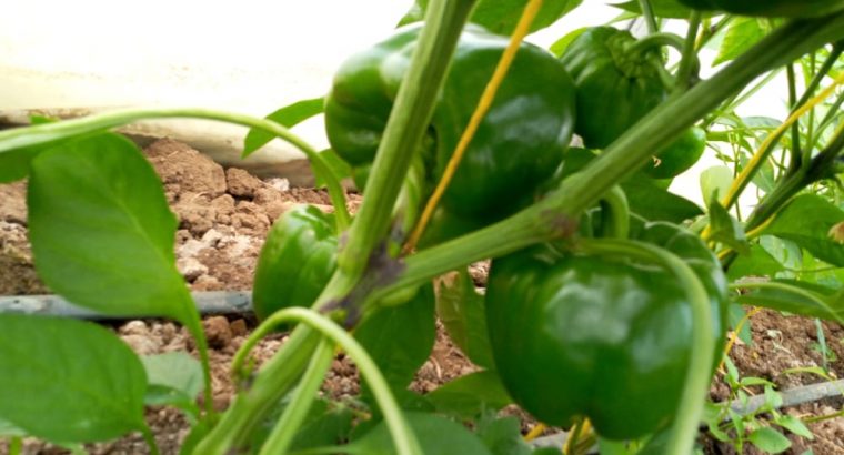 Green Capsicum