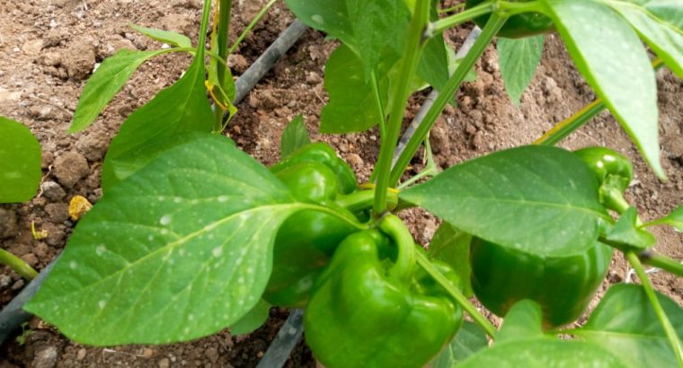 Green Capsicum