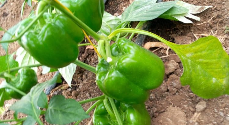 Green Capsicum