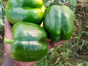 Green Capsicum ( Hoho)