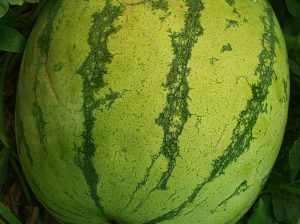 Watermelons Julie F1