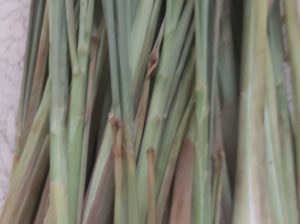 Lemon grass