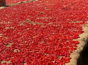 African bird eye chilli