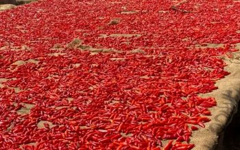 African bird eye chilli