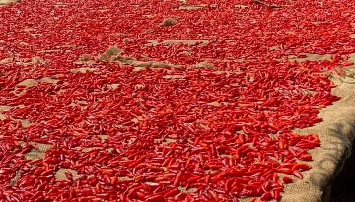 African bird eye chilli