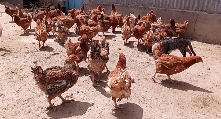 Selling kienyeji chicken