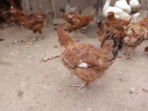 Selling kienyeji chicken