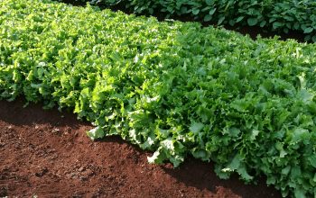 Organic and fresh lettuce