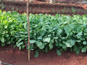 Organic kale and Spinach