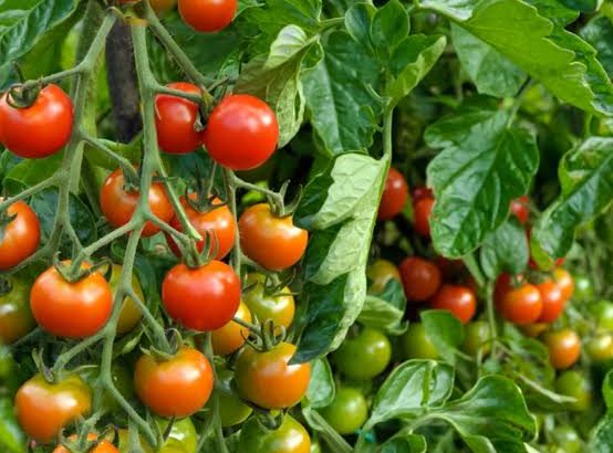 Fresh Tomato