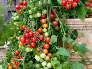 Fresh Tomato