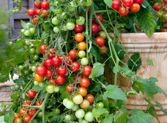 Fresh Tomato