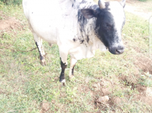 He Boran Bull cattle