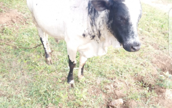 He Boran Bull cattle