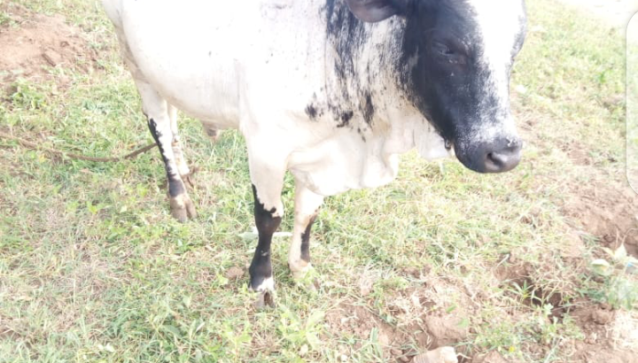 He Boran Bull cattle