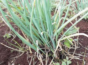 Spring onions for sale