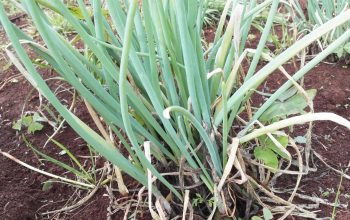 Spring onions for sale