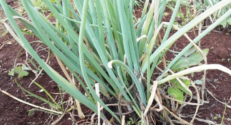 Spring onions for sale