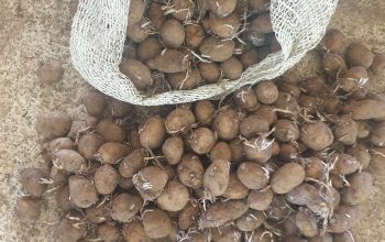 Shangi Potatoes on Sale