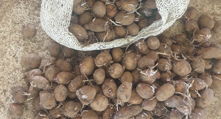 Shangi Potatoes on Sale