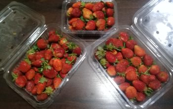 Fresh strawberries