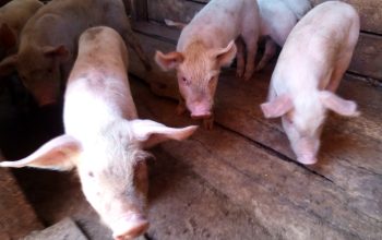 SELLING PIGLETS