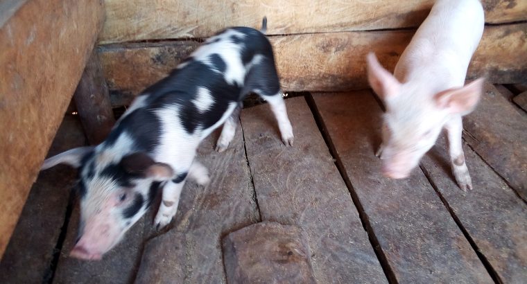 SELLING PIGLETS