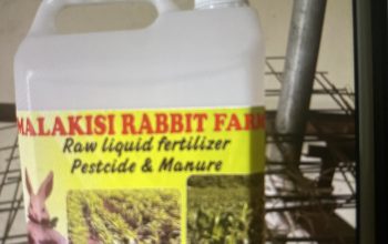 Rabbit urine