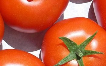Tomatoes Bareto F1