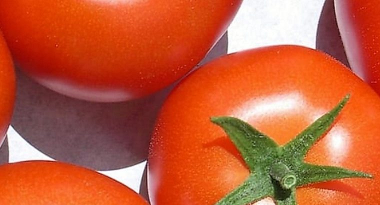 Tomatoes Bareto F1