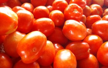 FRESH TOMATOES