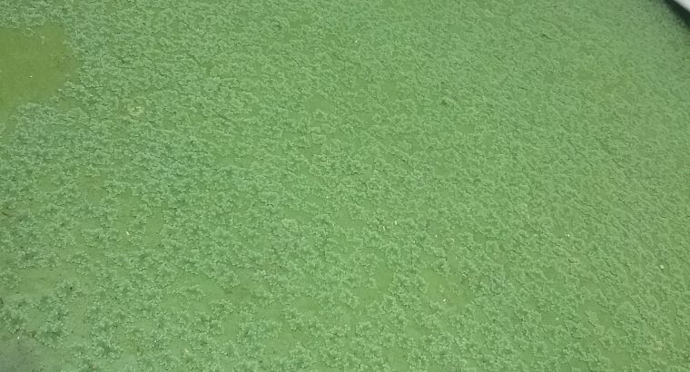 Azolla