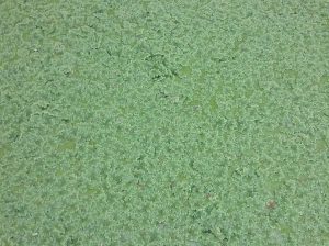 Azolla